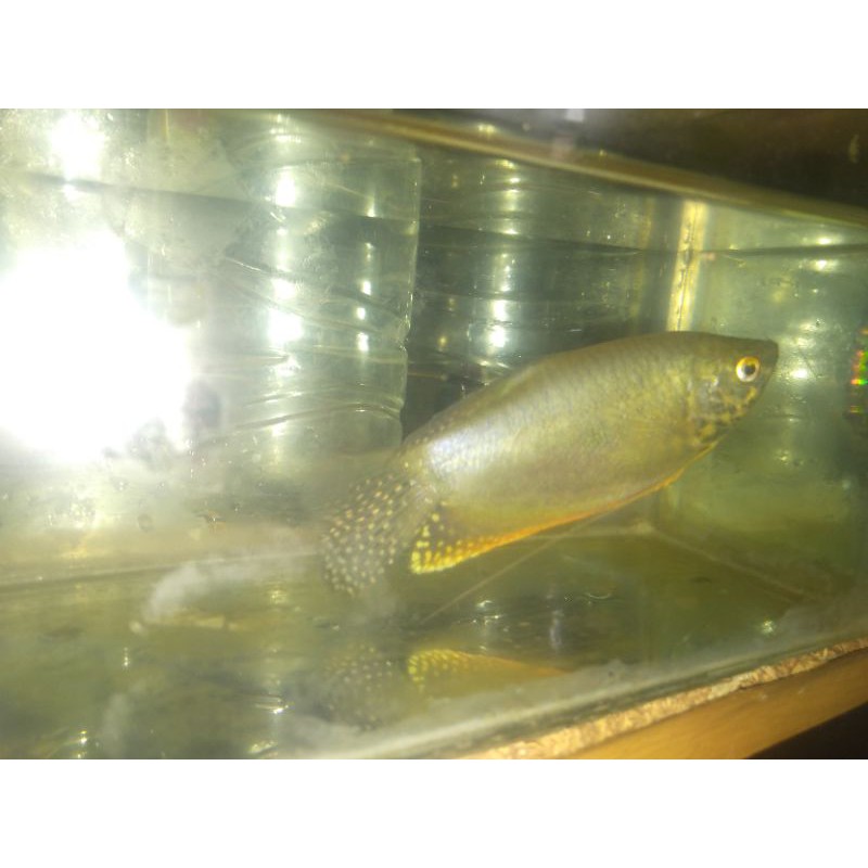 

ikan Trichogaster pectoralis / sepat