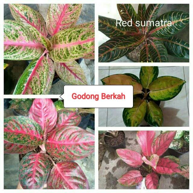 Aglonema import paketan 5 jenis