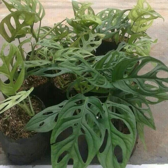 ASLI Tanaman Janda Bolong (Daun bolong) monstera obliqua harvestf00 Ayo Order