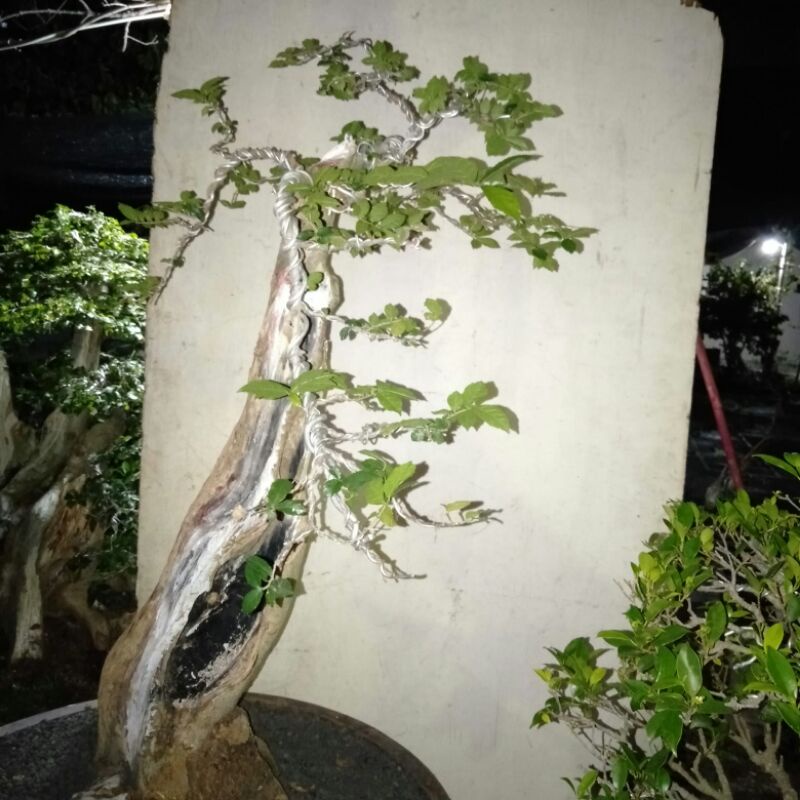 Bonsai Serut Bunjin