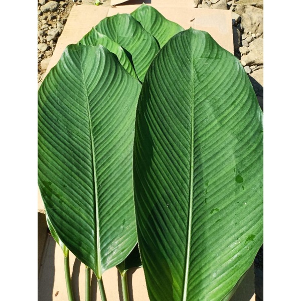 Daun PATAT segar (Maranta arundinacea) Termurah Perlembar