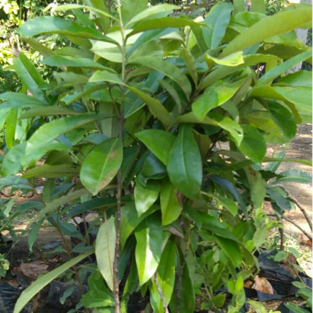 BIBIT BUAH MENTEGA/BISBUL bibit bisbul mentega bibit sawo mentega bibit sawo jumbo mentega