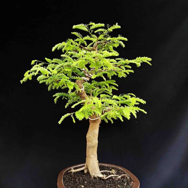 Harga bonsai asem jawa