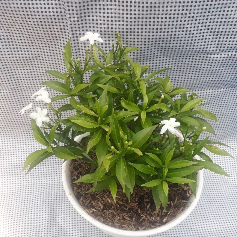

Rembosa mini