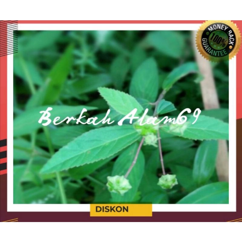 

Ready Daun Sadaguri Jantan 500gr Petik Langsung
