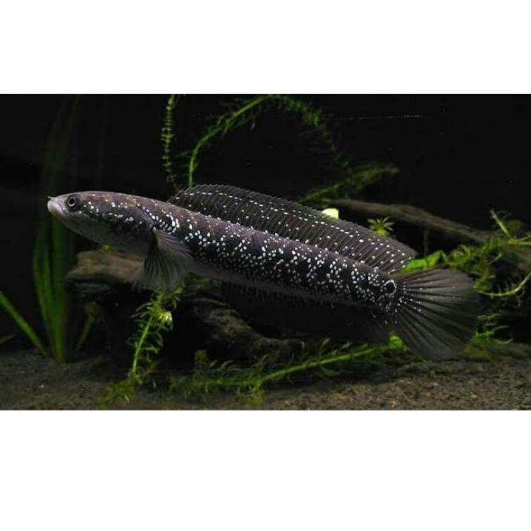 

uyuy Channa Asiatica WS Pure channa tica ws 8cm Grade A ¡➨ (Terlaris)