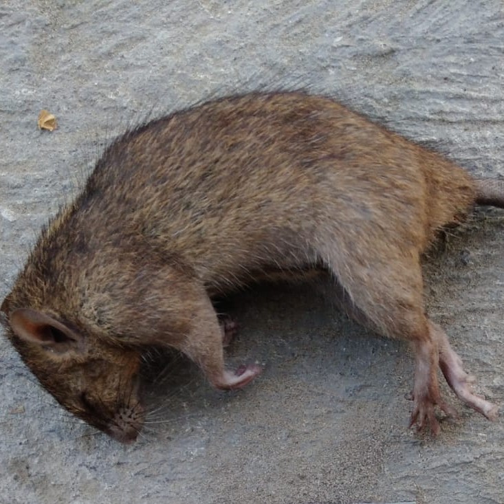 Racun tikus tetes asli ampuh 100% original cod . mati cepat racun import cina maowang cair ori  paison rat   rat poison rat killer rat exterminator-7