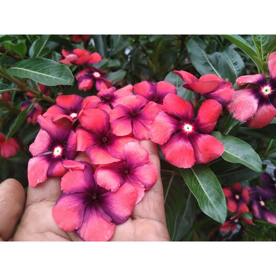 Benih Bibit Biji - Bunga Vinca Tattoo Papaya Flower Seeds