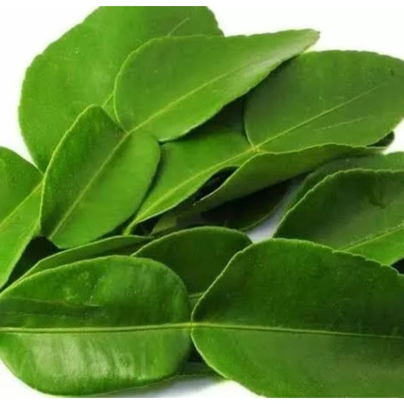 

DAUN JERUK SEGAR LANGSUNG PETIK | DAUN JERUK BUMBU (100g)