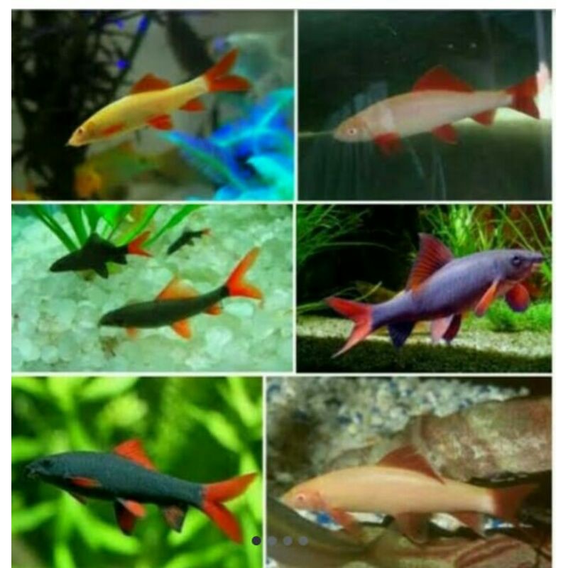 Ikan Hias Redfin shik/Aquarium/Aquascape