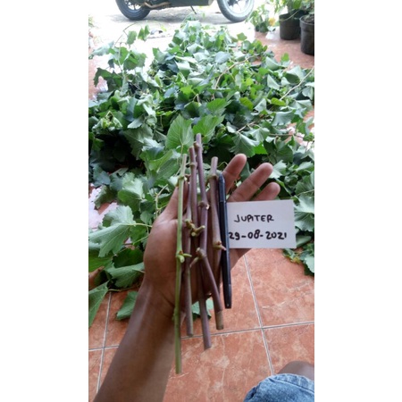 entres anggur jupiter usa