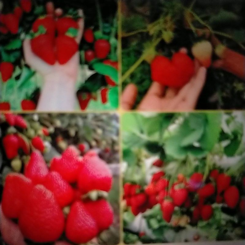 bibit stroberi jumbo berbuah