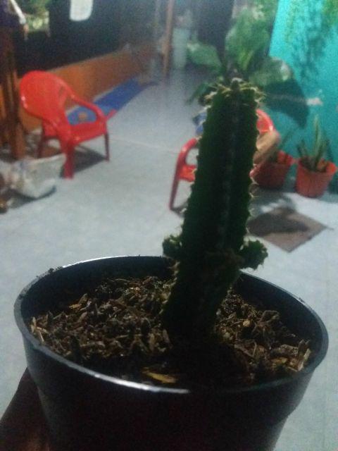 Paket Hemat 3 Pcs Plus Pot