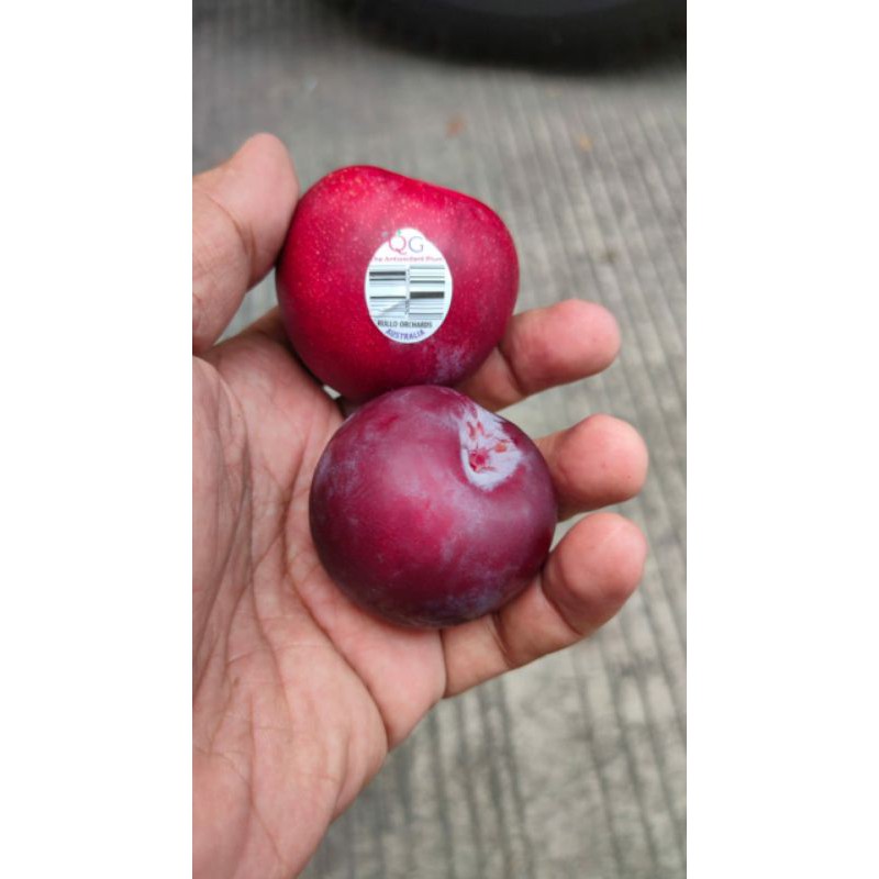 

plum australi