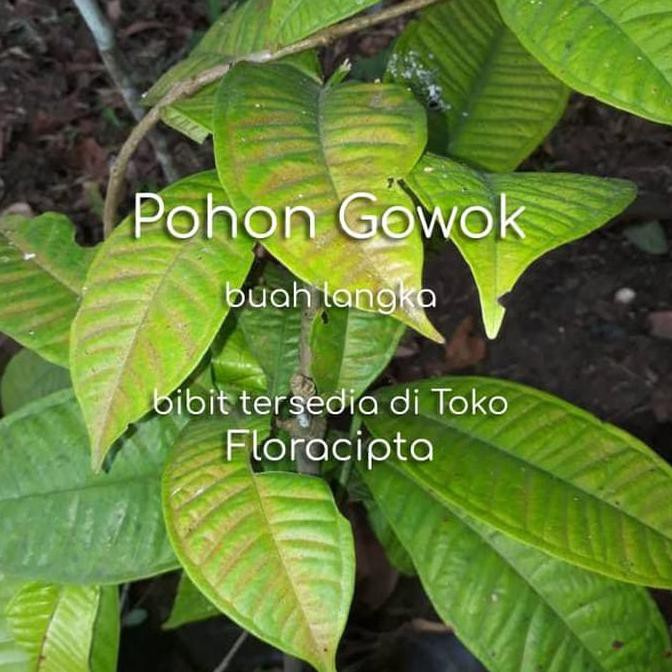 ☆R3E☆ Pohon Gowok Bibit Tanaman Buah Gowok Mulai Langka ,,