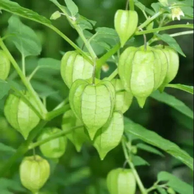 

Daun Ciplukan Atau Cecenet Fres 1 Kg Murah