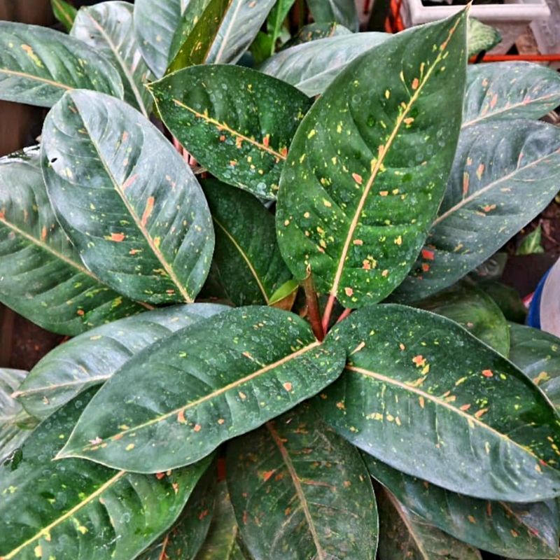 Hot Sale { BISA COD } Aglonema Lulaiwan | Tanaman Hias Bunga Aglaonema Bigroy Hijau | Bunga Hidup Im