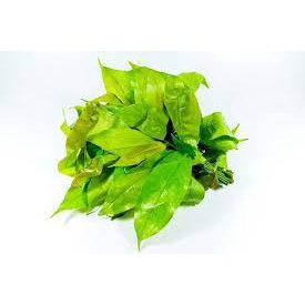

DAUN SO /IKAT