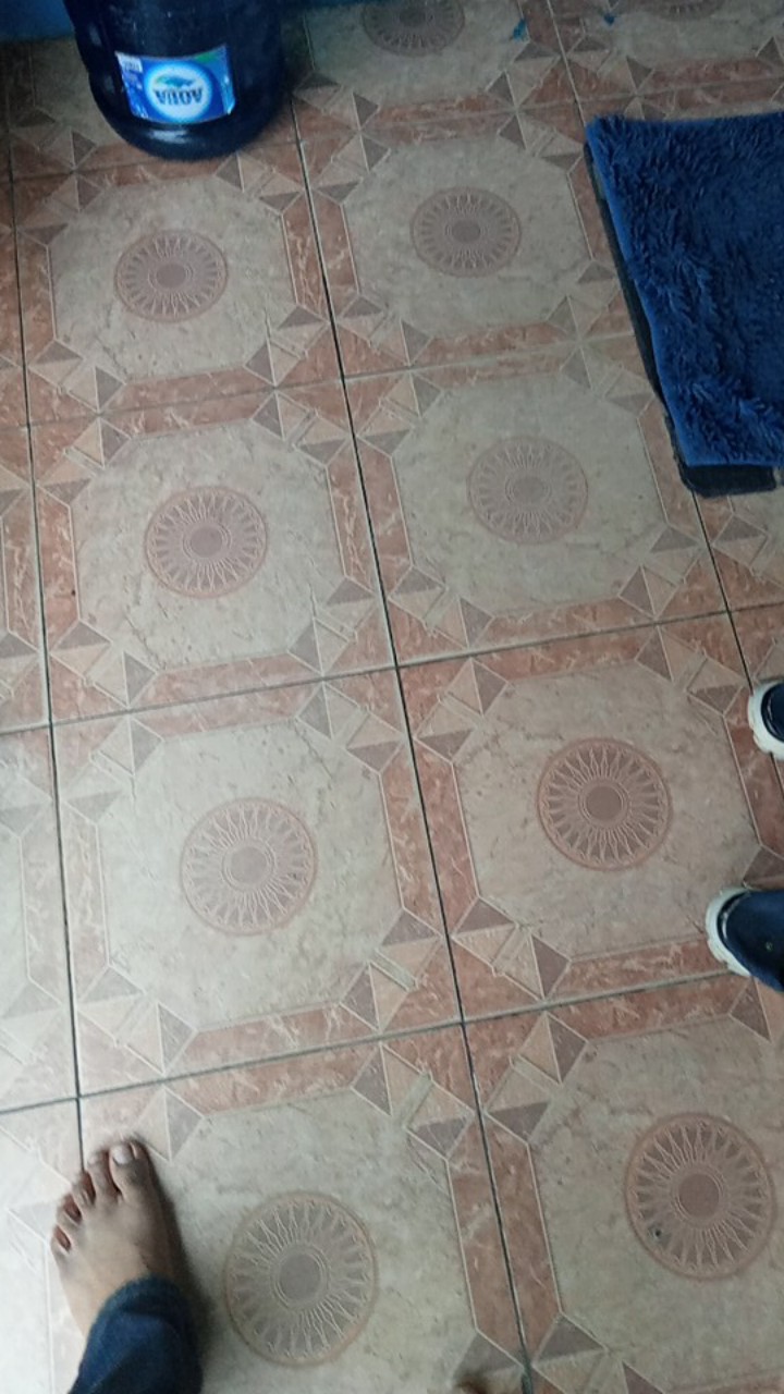 Ikan Hias Sapu Sapu Albino