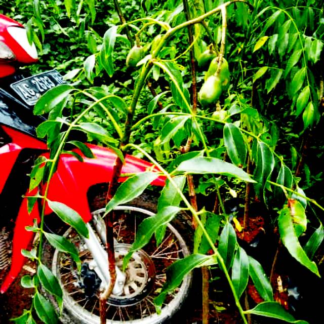 

Buah kedondong