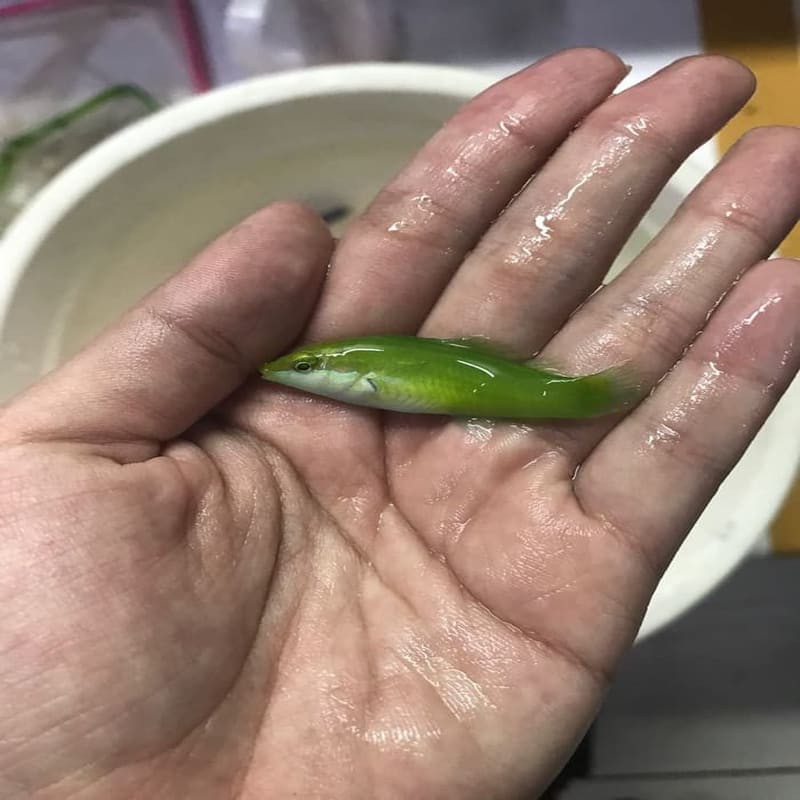 

ikan hias laut keling hijau