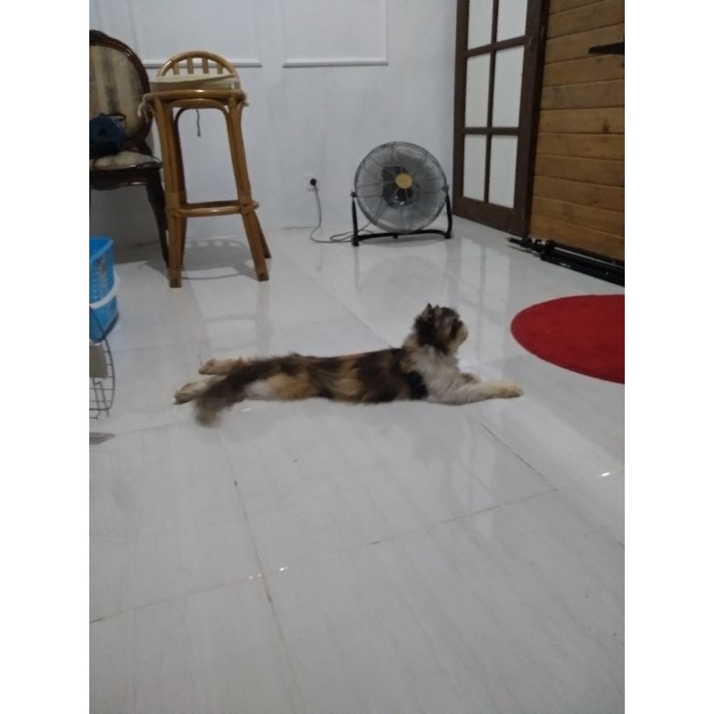 Peaknose Extreem Calico Betina