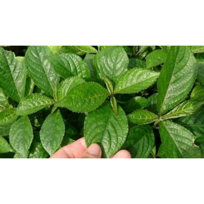 

Daun keji beling 250gram