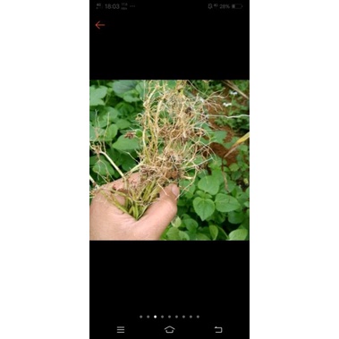

DAUN BANDOTAN segar babadotan, 200 gram