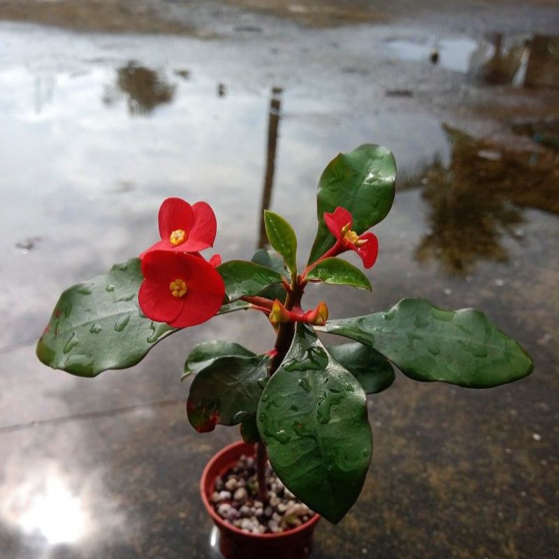 euphorbia geroldii kaktus sukulen tanaman hias