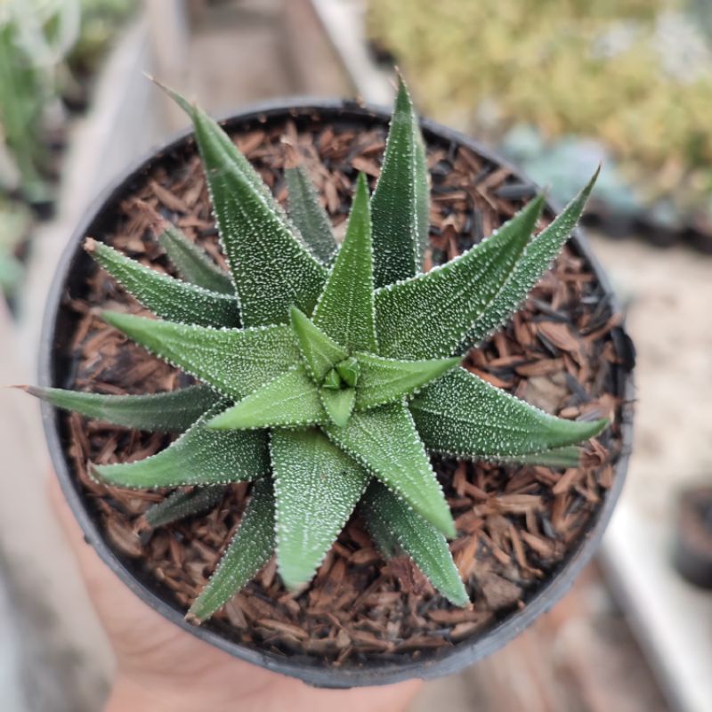 Haworthia Fasciata