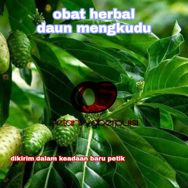 

Daun mengkudu