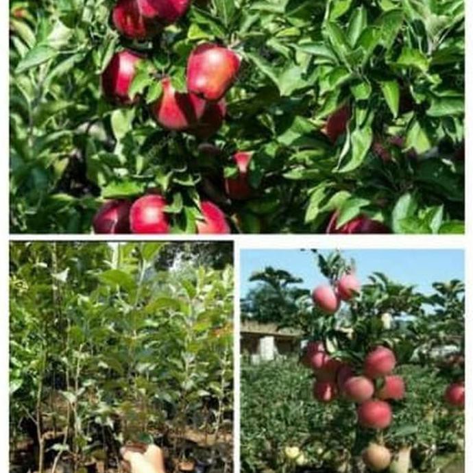 Bibit Apel Red Caroline Esc