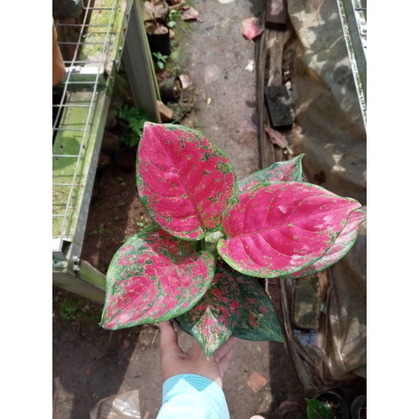 pesanan bu Truly SUKSOM SUPER TUNGGAL DAN RED CATERINA DEWASA