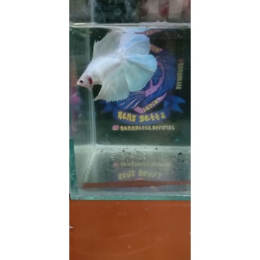 halfmoon DoubleTail White Platinum