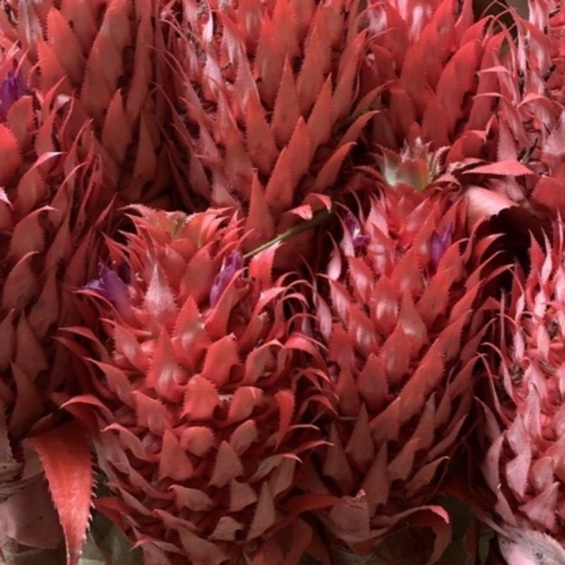 

Buah Nanas 500 Gram Nanas Merah Nanas Hutan