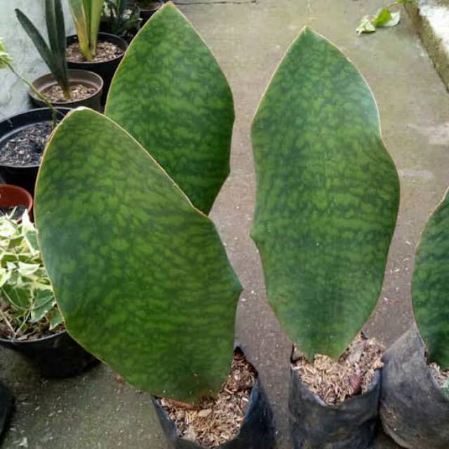 Pohon sanseveiria mansosiana,  lidah mertua centong