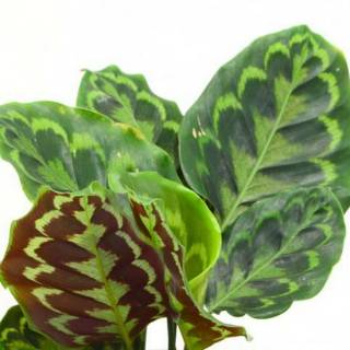 Tanaman Hias Calathea  Peacock Calathea  Merak  Shopee 