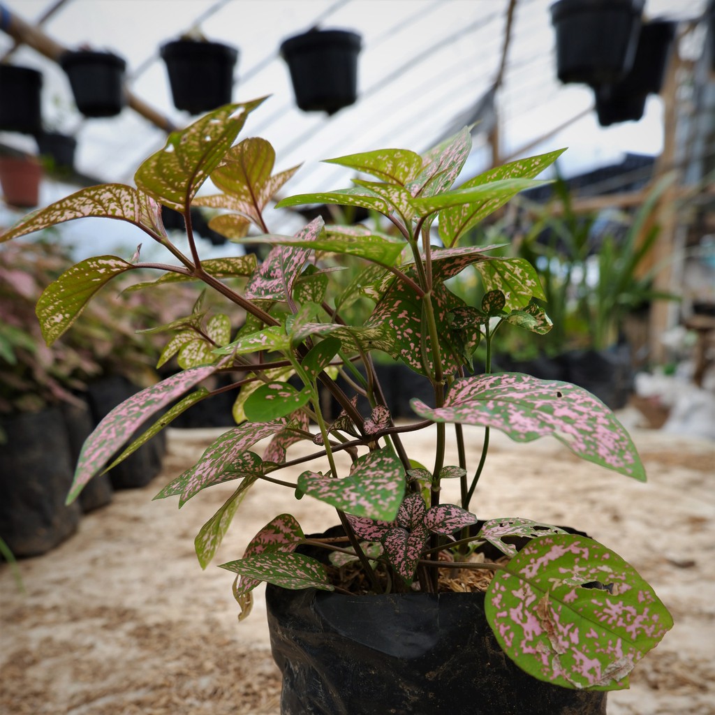 Tanaman Hias Daun Hypoestes Polkadot pink - Tanaman Hipotes