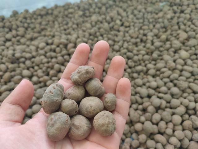 Bibit katak porang 1 kg