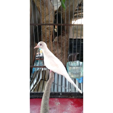 burung perkutut putih mata merah