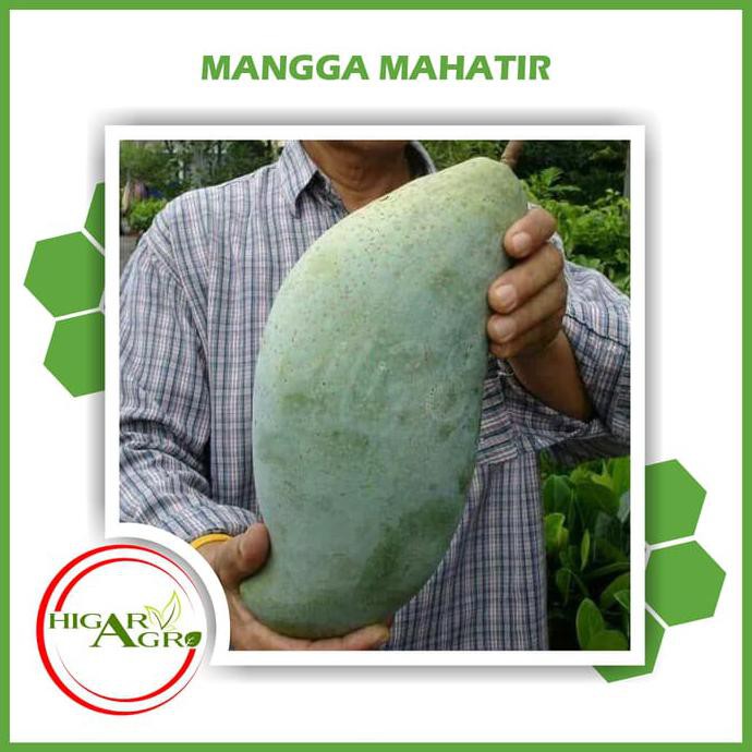 Anjai Bibit Tanaman Buah Mangga Mahatir