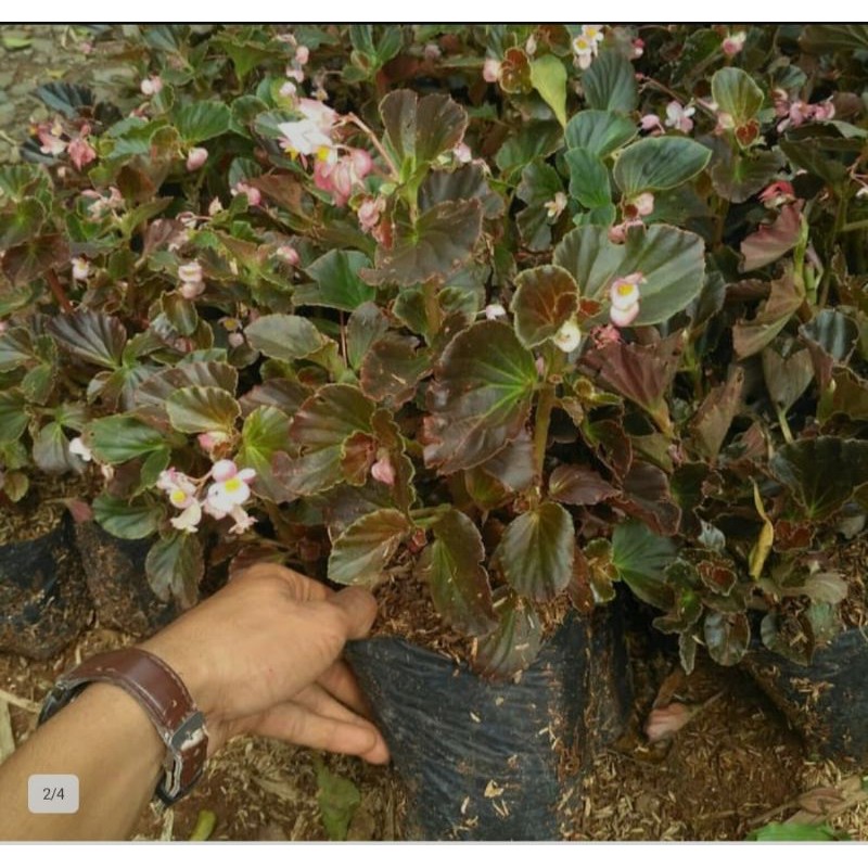 Tanaman Hias Bunga Begonia/Bibit Tanaman Hias Begonia./Pohon Hias Begonia