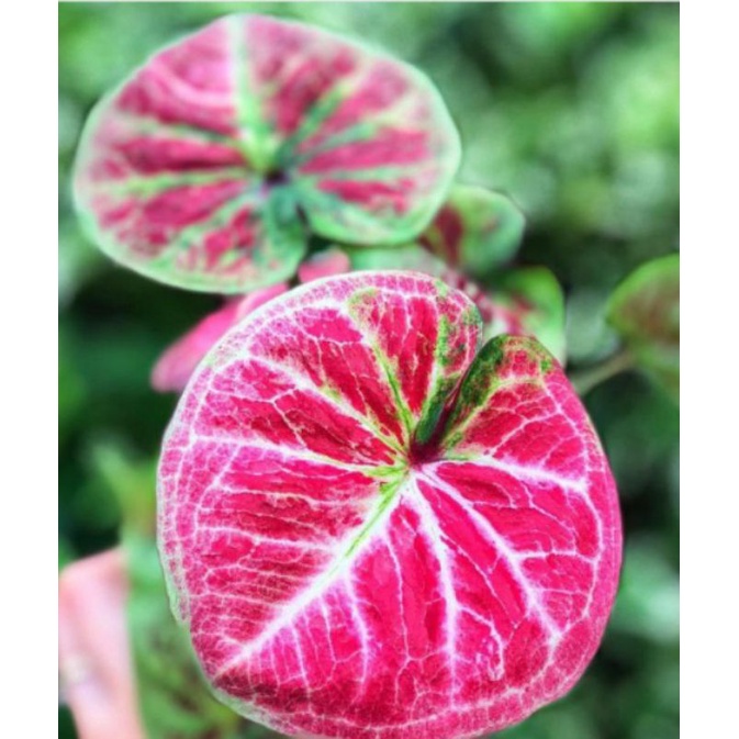 caladium tembikai keladi big boss, keladi hias hybrid Thai series bibit keladi tembikai caladium