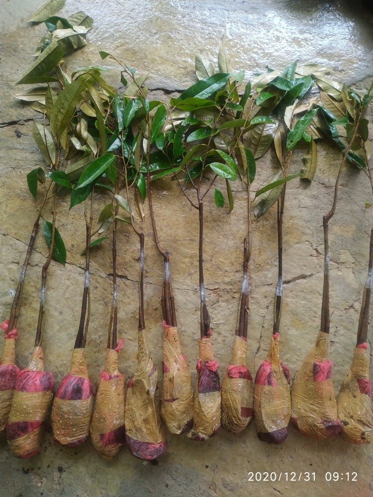 Bibit Durian Monthong Kaki 3 Super Unggul