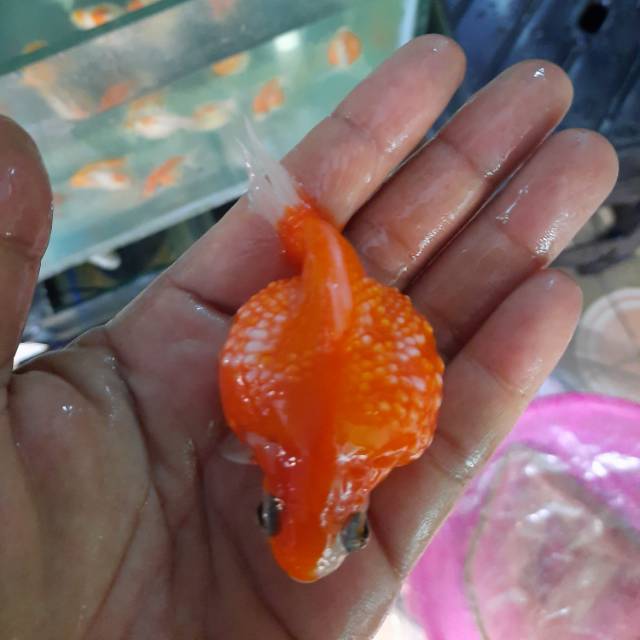 

Ikan koki mutiara tulung agung