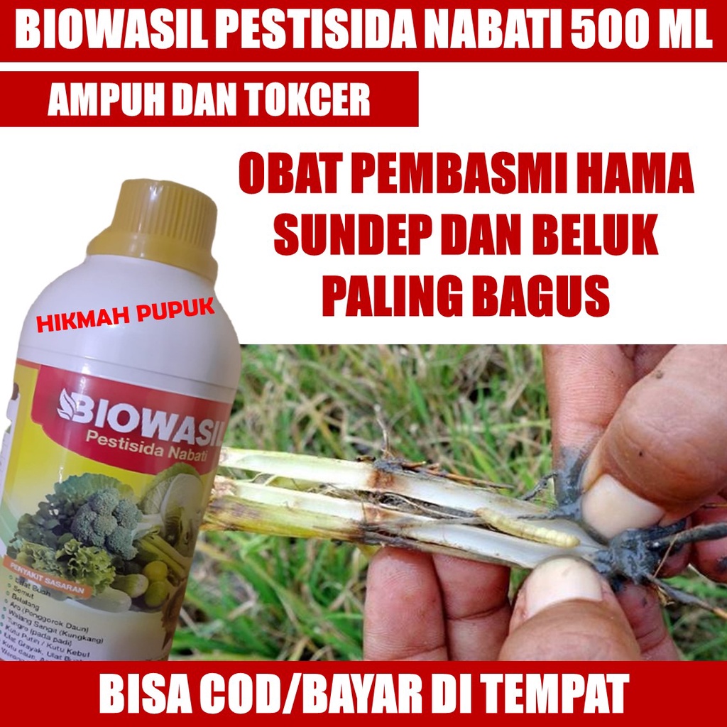 PESTISIDA NABATI MURAH BIOWASIL OBAT PENGENDALI HAMA SUNDEP BELUK Paling Ampuh, Obat Pembasmi Hama S