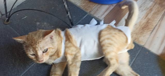 GURITA GRITA KUCING DISSPOSABLE BANDAGE POST OPERASI BAJU KUCING SETELAH OPERASI ATAU STERIL