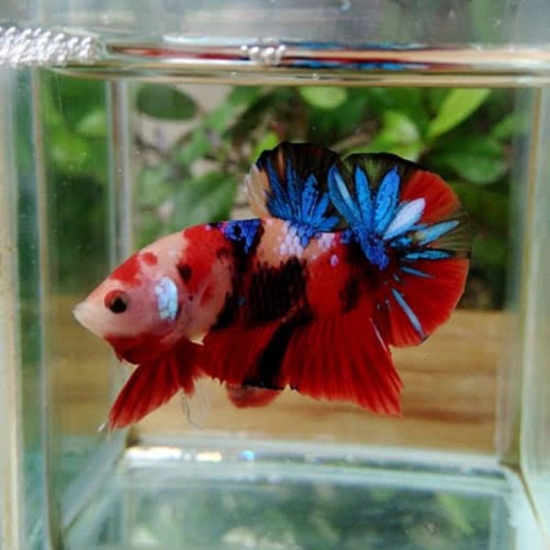 ( Real Pict ) Promo//Cupang Nemo Koi Umur 5/9 Bulan ( Jantan ) Siap Kawin