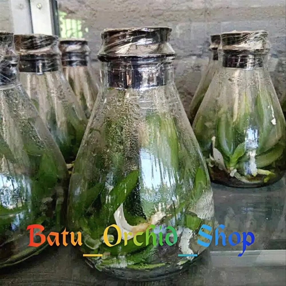 Anggrek Bulan Botol Lab - Phalaenopsis Hybrid