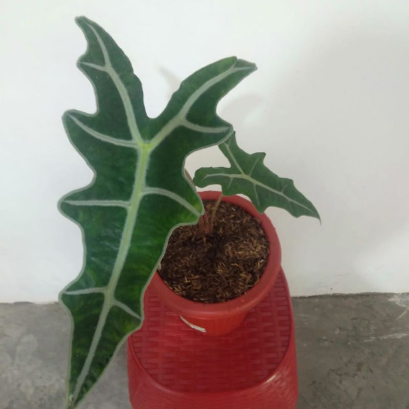 Alocasia Nobilis